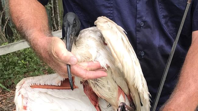 SnagglePuss the ibis was shot by an arrow on Boxing Day in Tallai, the Gold Coast. Rowley Goonan from Wild Bird Rescues GC saved the bird and took it to Currumbin Wildlife Sanctuary, but it died three days later. Photo: Wild Bird Rescues Gold Coast