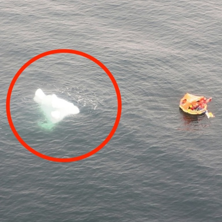 The plane crash-landed in the ocean surrounded by icebergs. Picture Jam Press