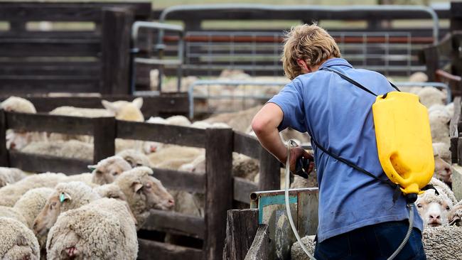 The correct quarantine drench could have saved losses in sheep bought in from other areas.