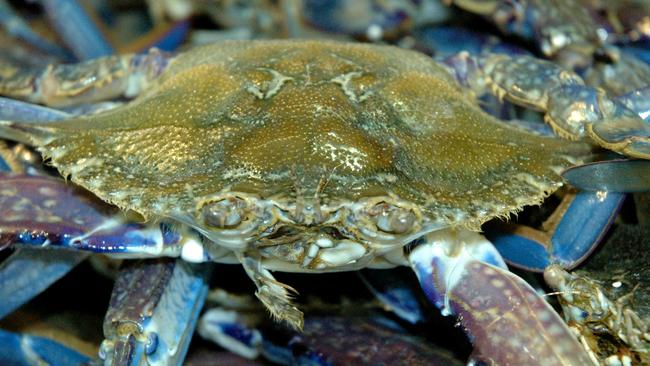 A blue swimmer crab.