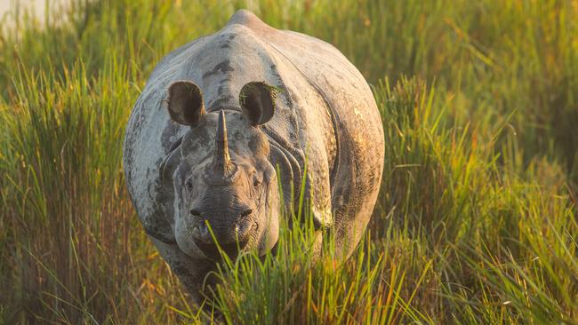 The Indian one-horned rhinoceros can be found along the Brahmaputra.