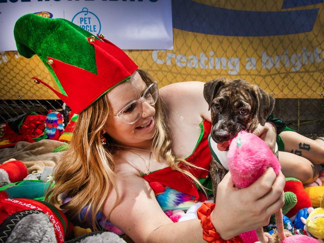 Pet Circle team member Danielle Odgers with American Staffy X puppy Linkin and donated toys. Picture: Nigel Hallett