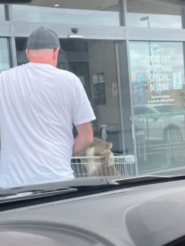 Peter Elmore, from Victoria, was on holidays in Portland when he discovered a koala trapped in an Aldi carpark while on a shopping run. Picture: TikTok/cherrymaeferrer