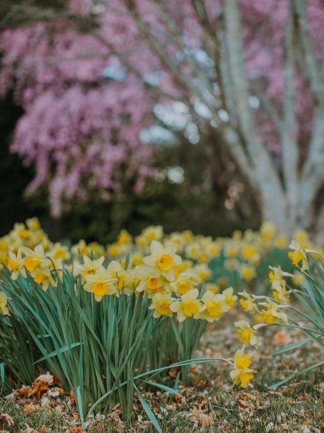 Jonquils at Dennarque in spring.