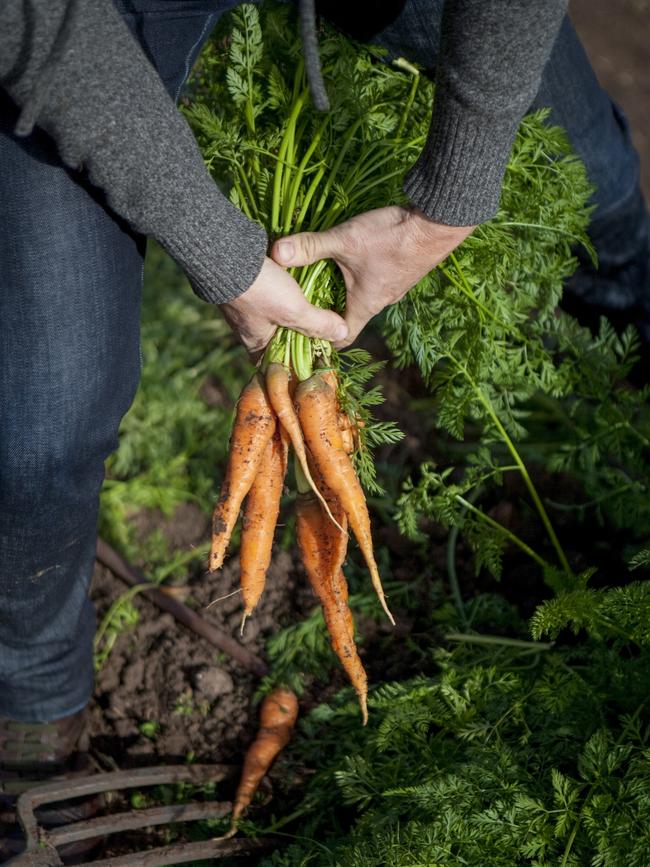 Harvesting carrots. Picture: Simon Griffiths