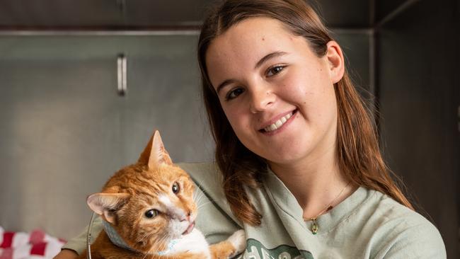 Julia Allen, from Mona Vale, with 'Big Ginge' at Northside Veterinary Specialists at Terrey Hills. Julia, 19, would love to adopt the tough tabby she saved from the middle of Barrenjoey Rd. Picture: Monique Harmer