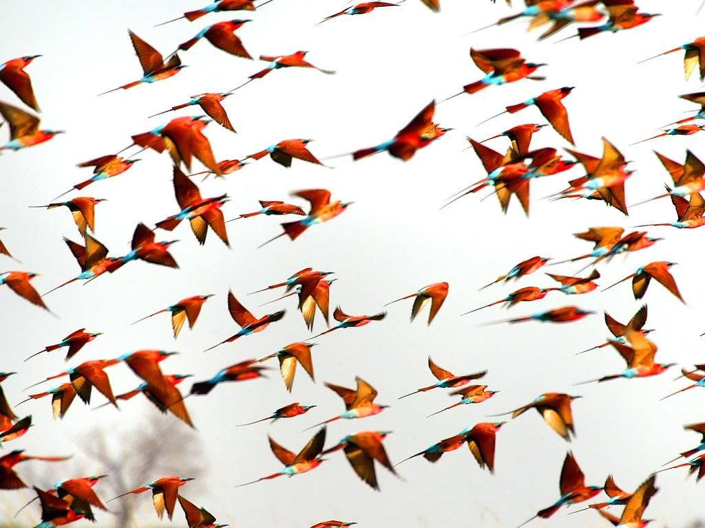 Carmine Bee-eaters in the Linyanti Reserve, Botswana. Picture: Michael Poliza/Caters News