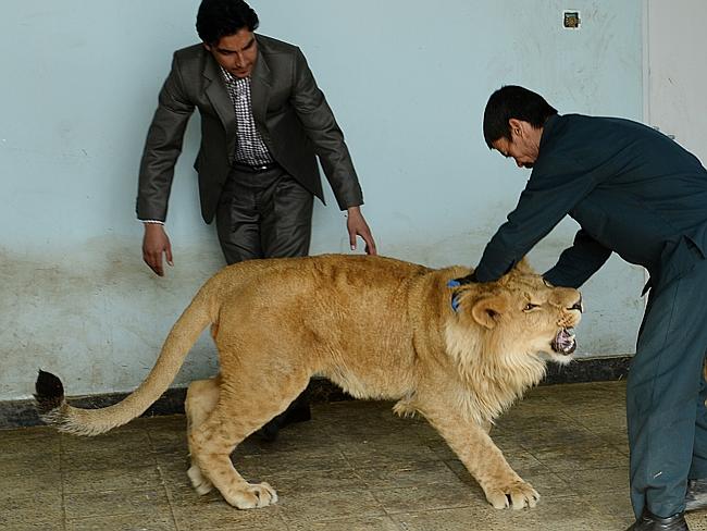 kabul-zoo-shows-off-marjan-the-lion-that-lived-on-a-roof-news-au