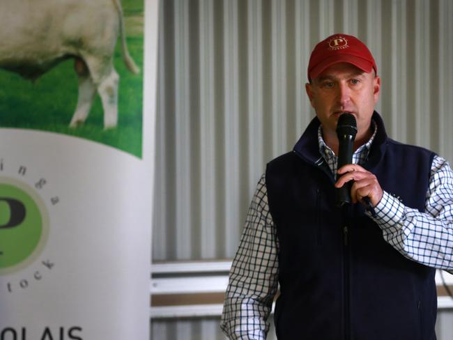 70 bulls were up for auction via the Helmsman auction system at the Paringa spring bull sale. Picture: Andy Rogers