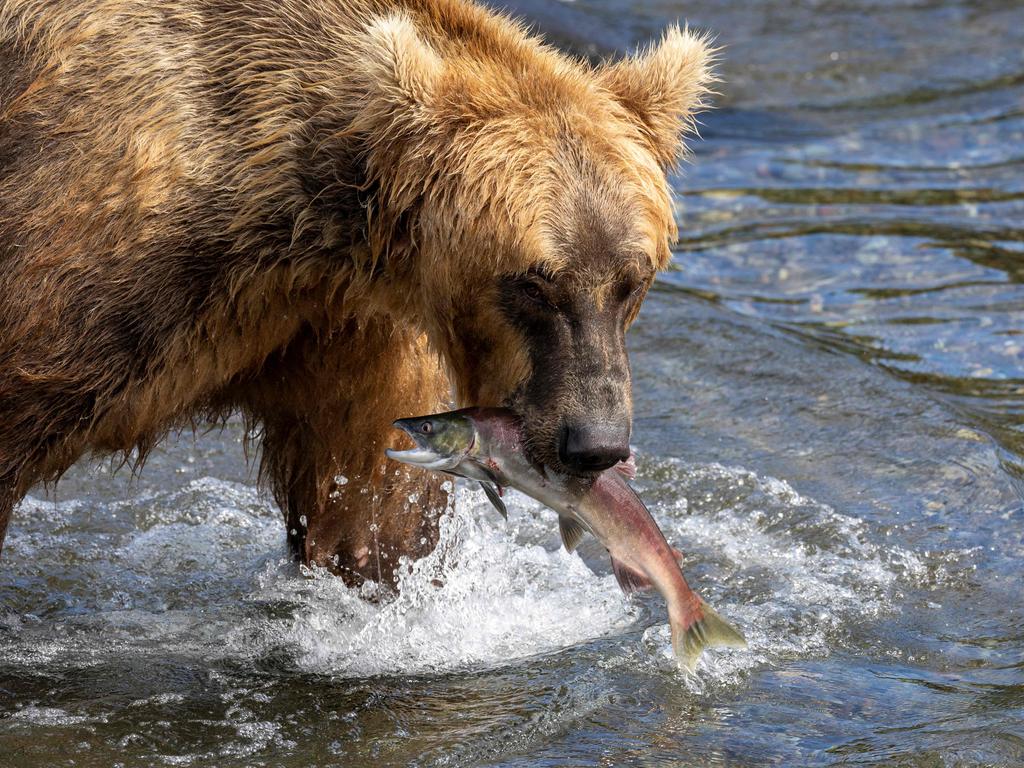 Another of Katmai’s brown bear shows how it’s done while fishing on August 11, 2023. The bears go on a feeding frenzy to fatten up before going into Alaska’s lengthy hibernation period over the northern winter. Picture: John Moore/Getty Images North America/AFP