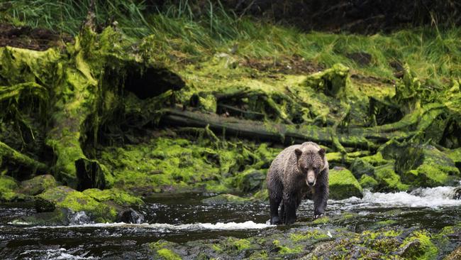 A lone grizzly coastal brown bear searching for salmon on Chichagof Island.