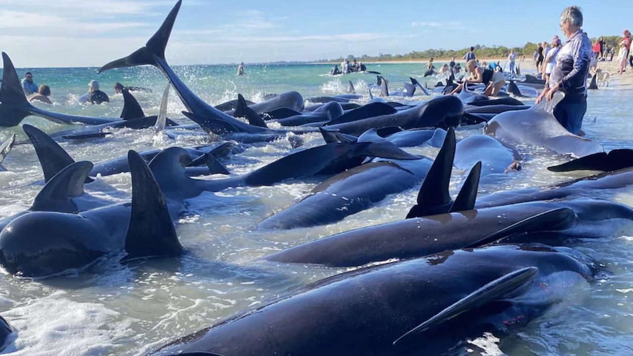 Locals rush to help a mass stranding of pilot whales at Toby Inlet near Dunsborough, WA. Picture: Anna-Lise Murch/ABC