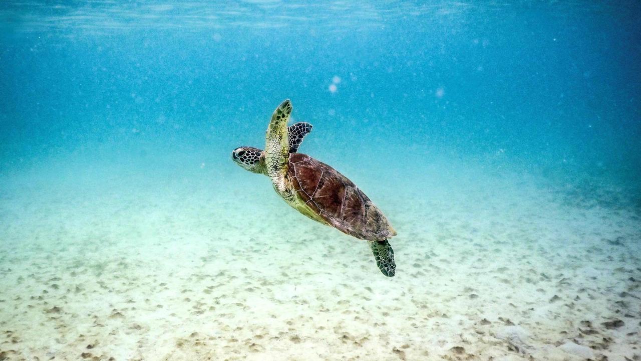 Coral bleaching: resilient Great Barrier Reef fights back | The Australian