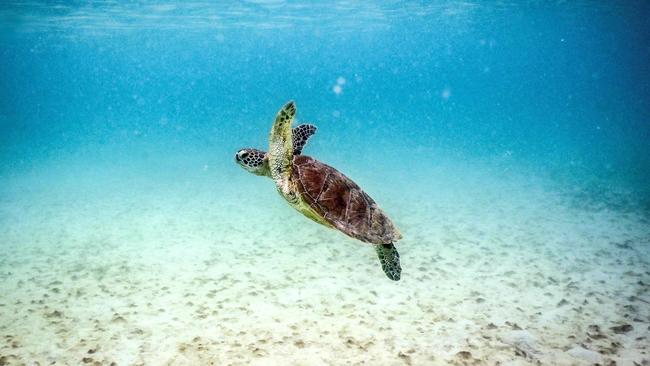 The Great Barrier Reef stretches for 3000km along the coast of Queensland covering an area the size of Italy. Picture: AFP