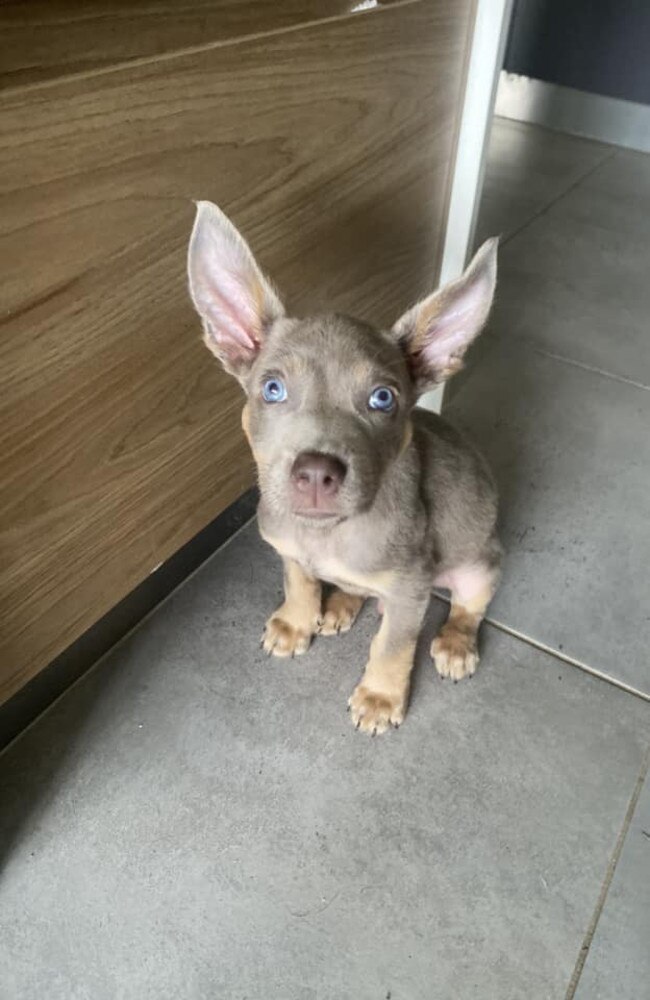 Whisky: Ryan Goodwin's 6 week old Kelpie
