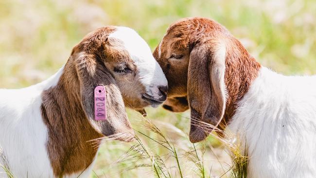 Say hello: Boer goat kids at Linda McKenzie’s Mangalore property. Picture: Chloe Smith.