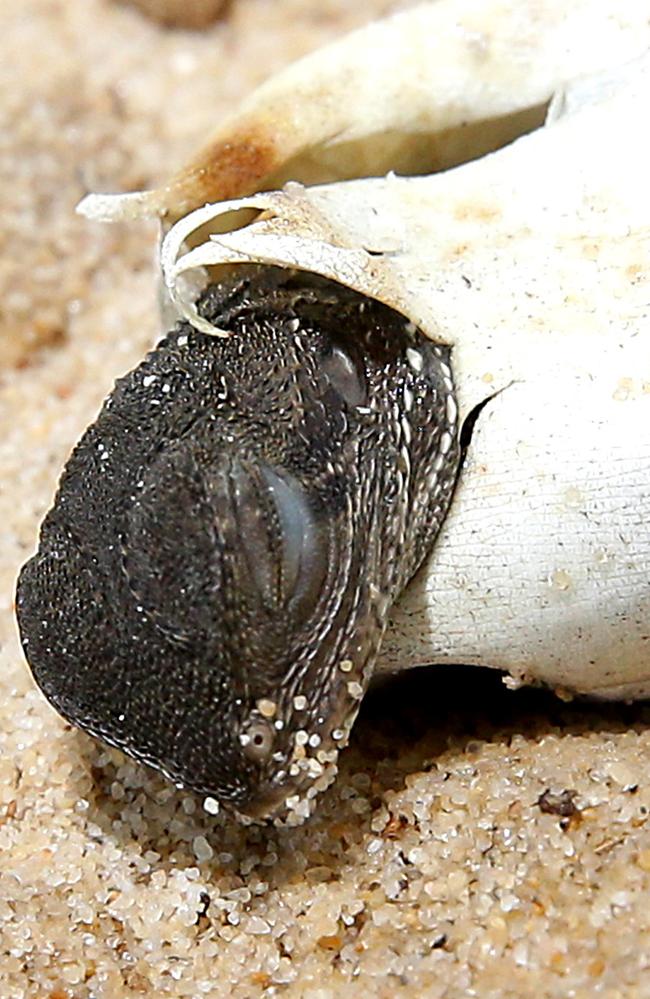 The water dragon eggs were rescued from a school long lump pit. Picture: Martin Lange