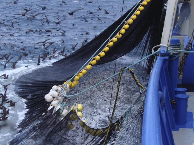 The South Australian Sardine Industry hauling in Australian Sardines caught from Southern Australia’s marine environment. Picture: South Australian Sardine Industry Association Inc.