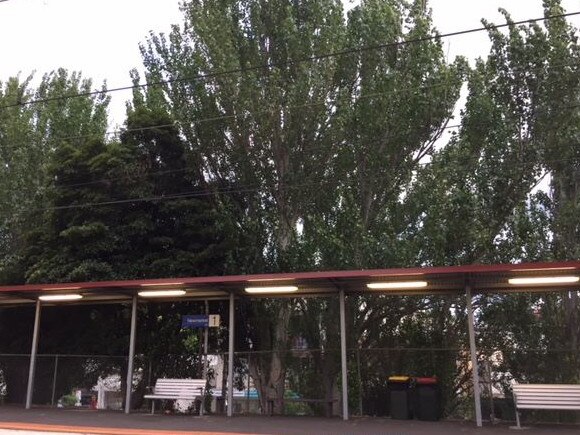 Some of the trees facing the axe at Newmarket station.