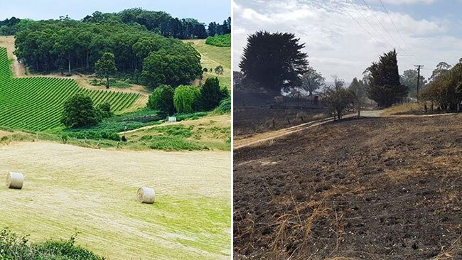 Stephen Henschke posted before and after pictures of the vineyard after the fire swept through. Picture: Instagram.