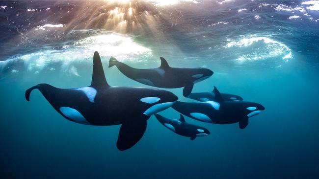 Orca pod in Norway. Picture: Todd Thimios