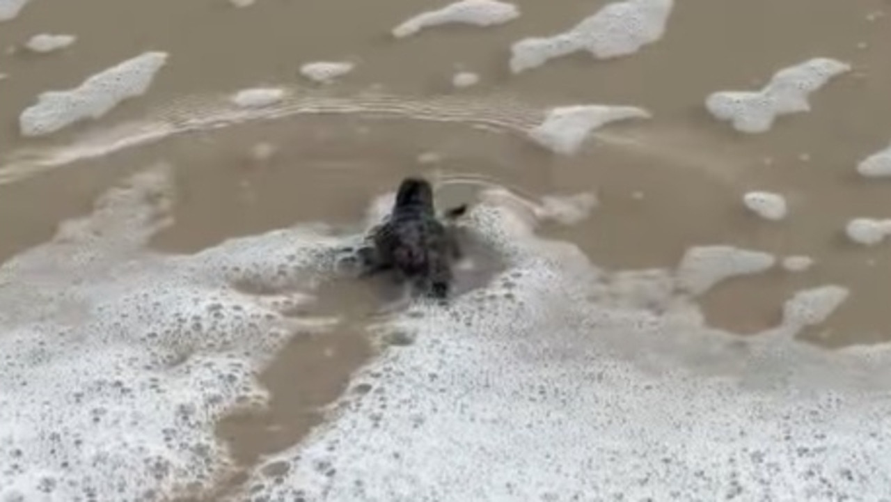 The other video that Julia Sands-Wyeth shared was of her placing the hatchling safely back into the ocean.