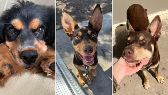 The cutest dogs from across NSW, now vying for the state crown (L-R): Juni from the North Shore, Lilo from the Northern Beaches, and Bobby from the Northern Rivers.