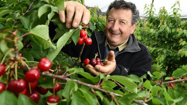 Pick your own cherries at Trevor Holmes’ Red Hill Cherry Farm.