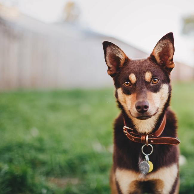 Chloe Smith’s rescue Kelpie Dusty. Picture: Chloe Smith