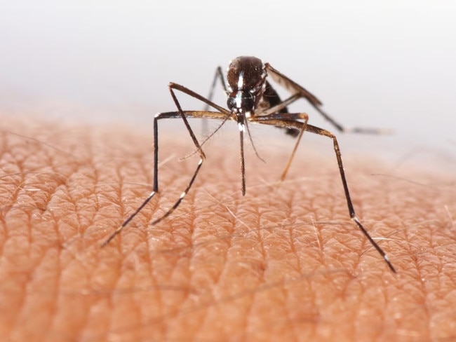 Stock image of a mosquito. Picture: Supplied