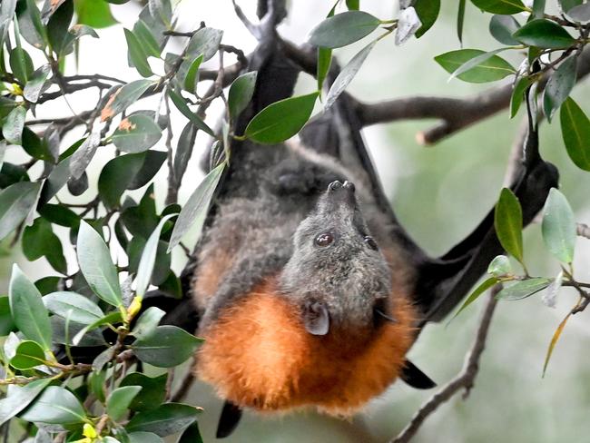 Fruit Bats foraging in the Domain in SydneyÃs CBD.Photo: Jeremy Piper