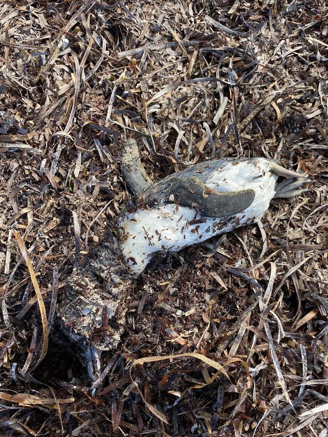 A dead fairy penguin on the Yorke Peninsula. Picture: Lochie Cameron
