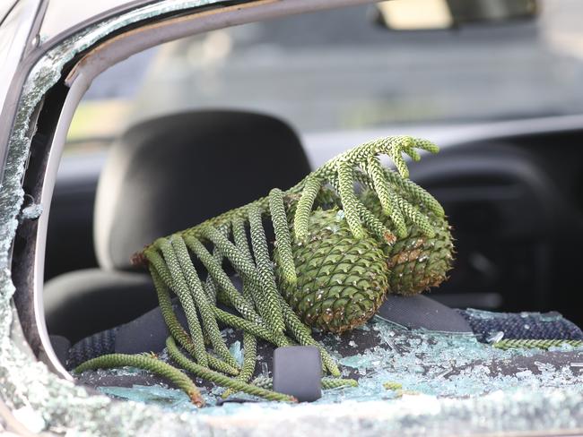 Norfolk Island pine cones have damaged cars along the beachfront. File picture John Grainger