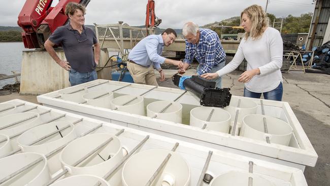 Oyster Farmer Phil Barry-Cotter (2nd from R) shows Member for Berowra Julian Leeser (2nd from L) Triploid POMS resistant Pacific Oyster Spat in his Upweller while fellow oyster farmers Rob Moxham (L) &amp; Deb O'Sullivan (R) look on at Mooney Mooney Picture: AAP IMAGE / Troy Snook