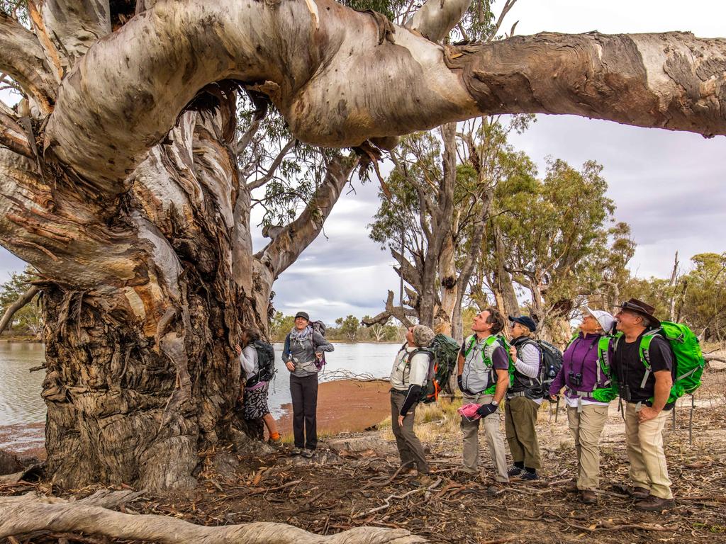 Murray River Walk. Calperum Station. Picture: Great Walks of Australia/Kirk Owers