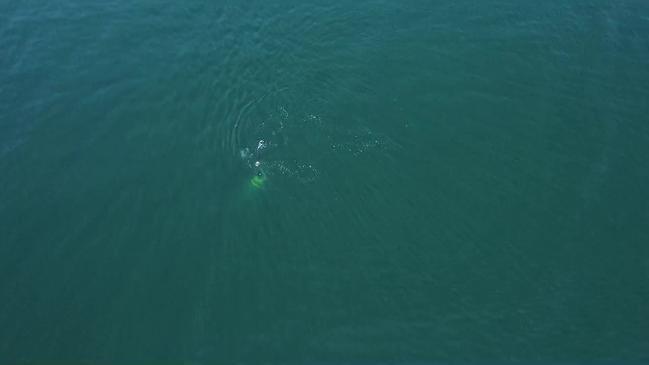 Amazing footage of Whales at Kingston Beach