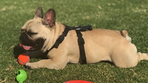 Jayda, a 17-month-old french bulldog is one of many dogs stolen across Melbourne in the last six months.