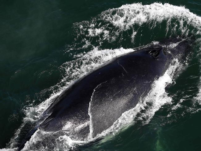 Whales frolick off Brunswick Heads during a helicopter flight along the beaches from the Gold Coast to Ballina. Picture: Adam Head