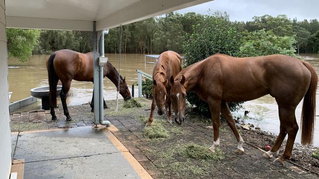 Former jockey Melinda Turner was forced to evacuate five of her horses at Fernbank Creek near Port Macquarie on Saturday, due to rising floodwaters. Supplied