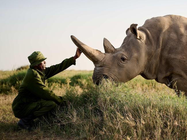 White rhino at Ol Pejeta, Kenya.