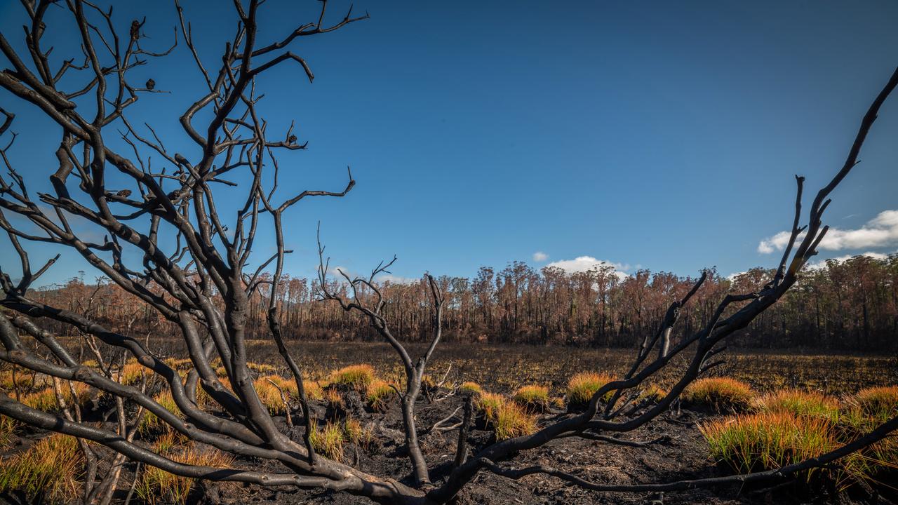 Scorched Banksia and burnt forest behind. Images taken after the recent bushfires in southern Tasmania. Picture: GEOFF MURRAY ***SUPPLIED WITH PERMISSION FROM PHOTOGRAPHER FOR ONE TIME USE PRINT AND ONLINE***