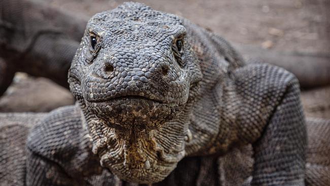 Komodo dragons can smell meat up to 4km away.