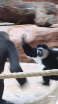 Tiny monkeys chase and annoy a gorilla