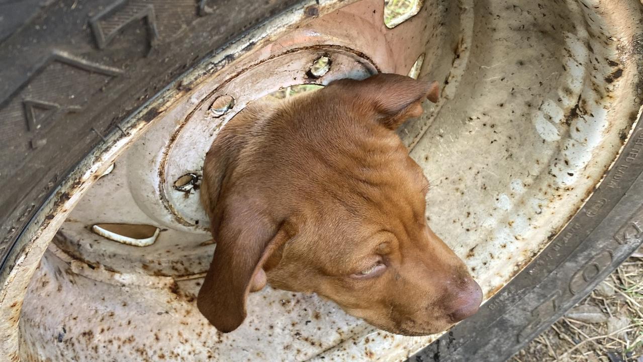 Photo of Aussie dog trapped in wheel goes viral | news.com.au ...