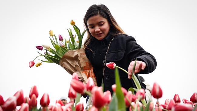 Celebrations have already begun, with a special floral display for National Tulip Day on January 18. Picture: AFP