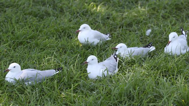 Seagulls rest in the shade at Albert Park. Picture: David Crosling