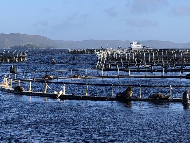 Salmon farming pens in Macquarie Harbour, Tasmania. Photo: Eloise Carr