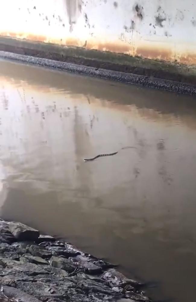 A tiger snake swimming in Melbourne. Picture: Twitter @aljohnmckenzie