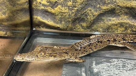 A man in his 20s has been fined $2,419 for keeping a juvenile saltwater crocodile in a tank at his Manoora home, authorities have confirmed. Photo: Supplied.