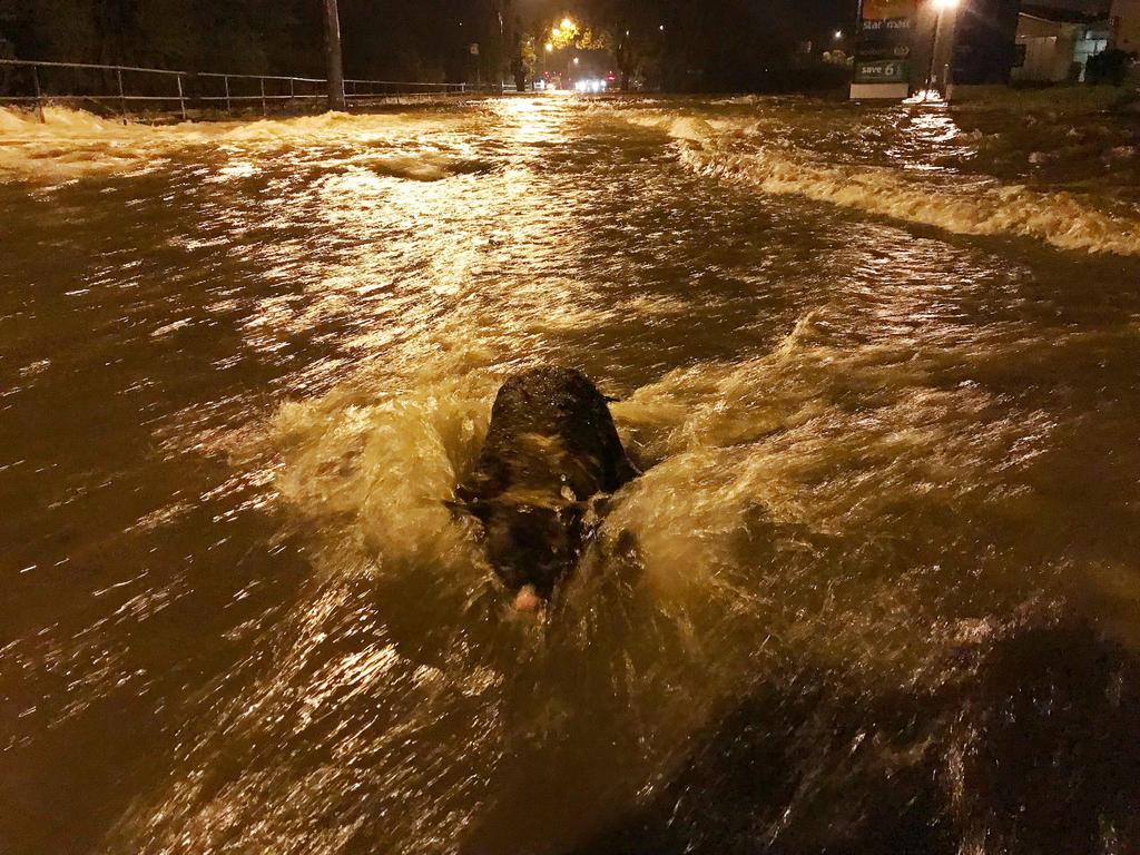 Hobart floods: Snakes flushed out by rising water | NT News